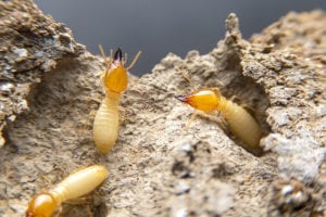 Termite-Control