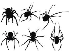 Spider Types